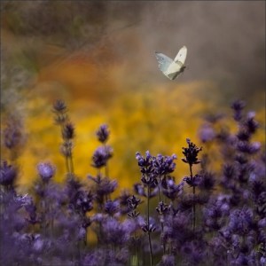 lavender butterfly