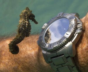 seahorse divers watch