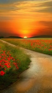 sunset with poppies