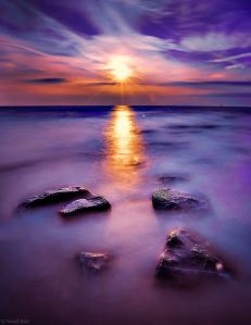 Violet by Yousif Aziz