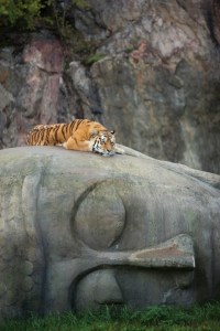 budha tiger