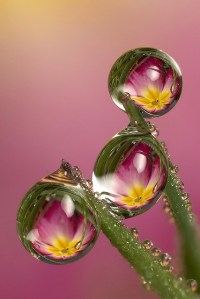 Natural light refraction from dewdrops, photograph by Lord V [Brian Valentine]