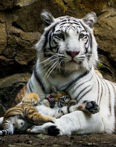 tiger mum
