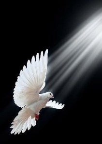 dove of peace