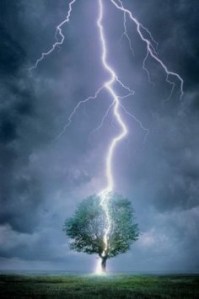 lightning strikes a tree