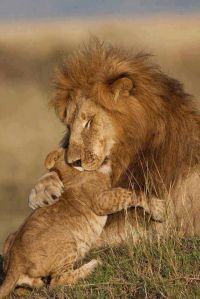 Fatherly lion hugs