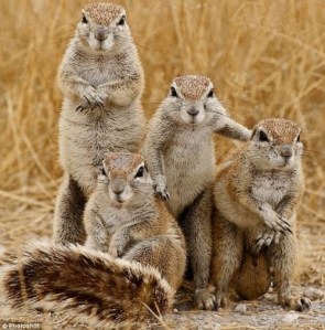 squirell family
