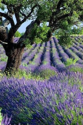 Lavender Fields