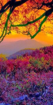 Autumn at Shenandoah National Park in the Blue Ridge Mountains of Virginia