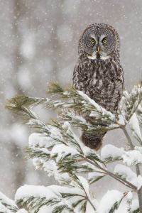 Great Grey Owl-Eastern Oregon