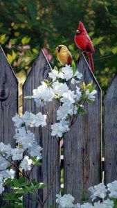 Mr & Mrs Cardinal sitting on a fence
