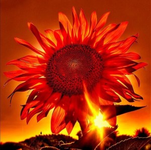 Flame flower