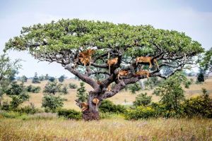 Central Serengeti, Tanzania, Bobby-Jo Clow-Caters News Agency