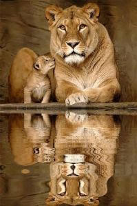 Lion mother and baby