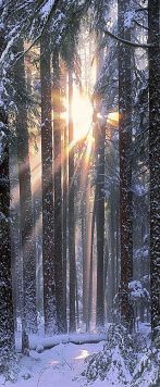 Solstice in the Olympic National Park of northwestern Washington -John Shephard on StoreOEP