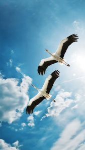Storks in the sky - unknown photographer