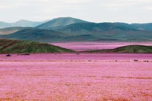 Atacama Desert Bloom
