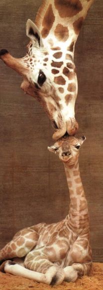 giraffe-first-kiss
