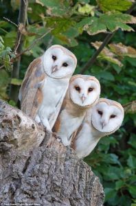 owl-fledgelings-paul-sawyer