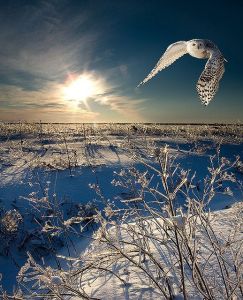 canada-owl