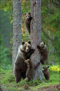 bear-family