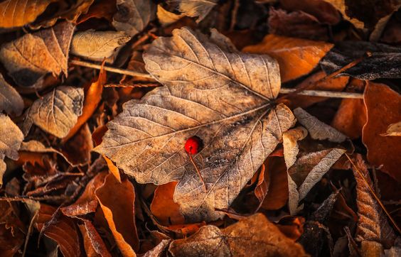fall leaf