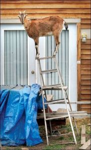 goat on a ladder