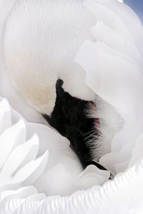 Brandon Holden Photography - Swan