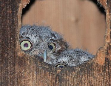 Baby Screech Owls Take a Peek