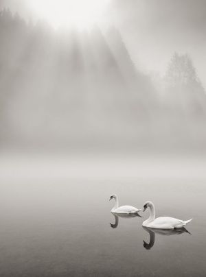swans in mist