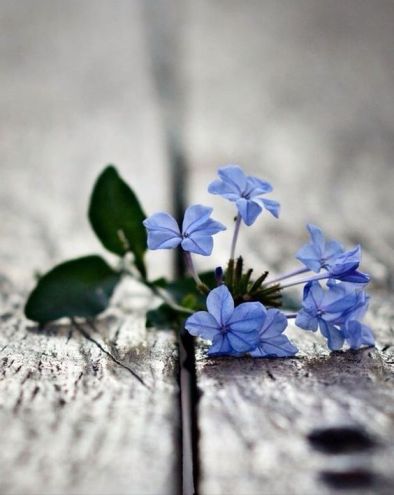 Forget me not - artist unknown